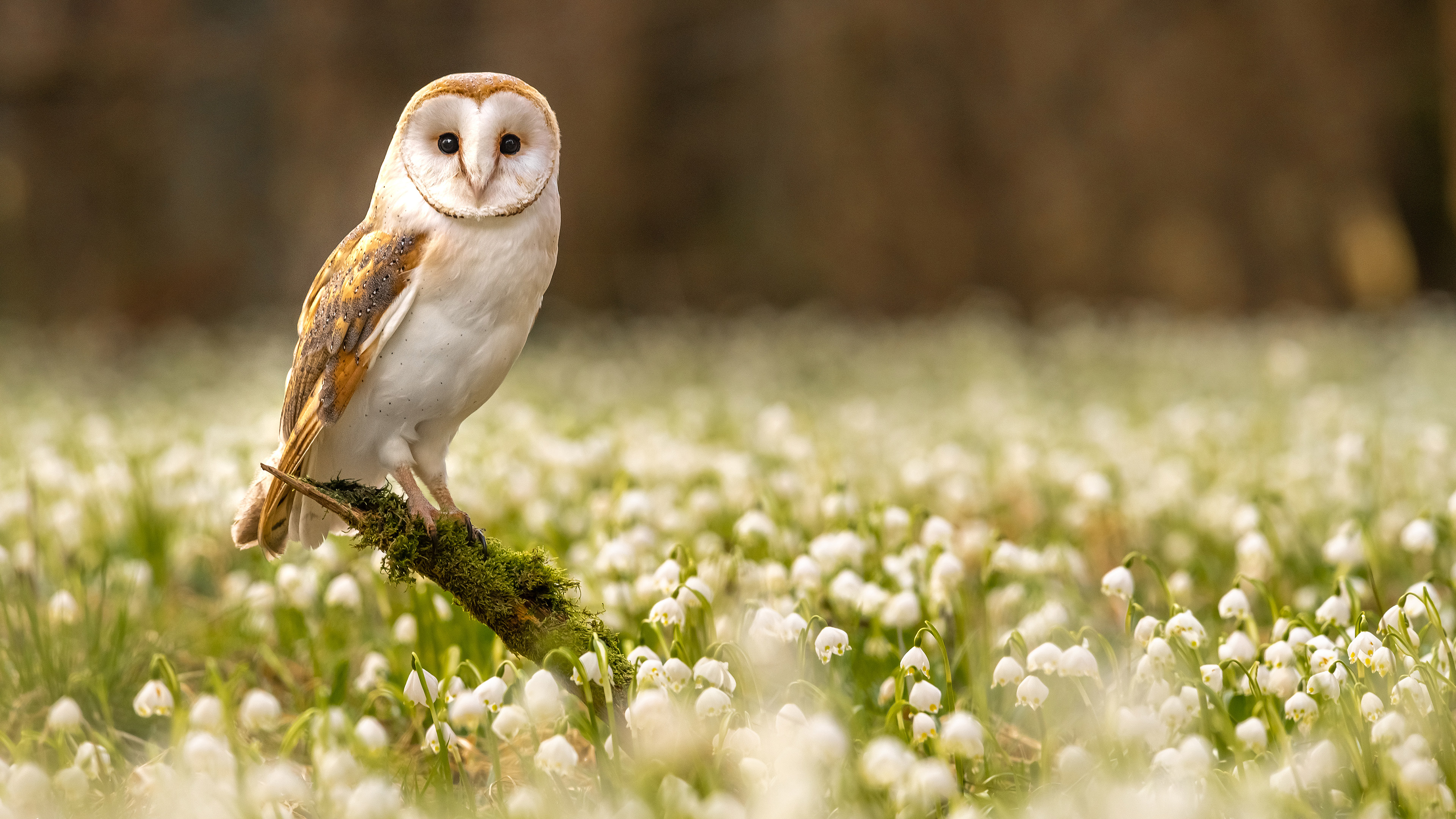 Contribua com a Missão Josué